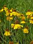 Helenium Wesergold_1